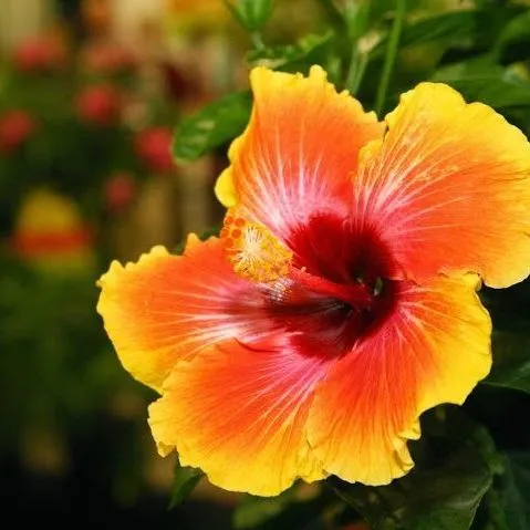 thumbnail for publication: Floridian Consumer Perceptions of Local Versus Organic Ornamental Plants